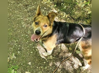 LEO -   Wem darf er sein Herzchen schenken?