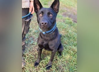 DANTE , der arme Kerl wurde ausgesetzt