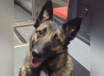 LOTTE sucht ihr Körbchen