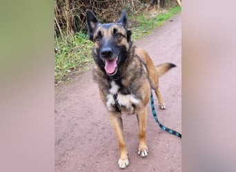 LOTTE sucht ihr Körbchen