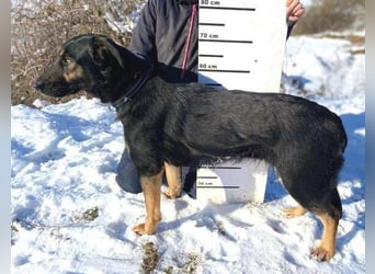 LUNA 2 wäre so gerne Familienmitglied