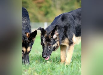 Donna, schön und sehr lieb