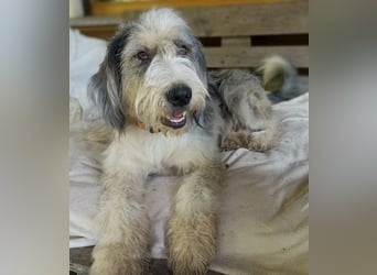CAROLINA ist ein Traumhund
