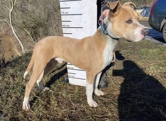 DORIAN sehnt sich nach einem Zuhause