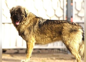 EMMA ist wunderschön