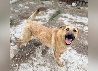 ANDRE wäre gerne dein treuer Begleiter