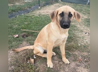 ARABELLA ist ein aufgeschlossenes, liebes Hundemädchen