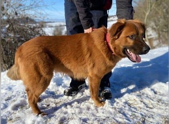 COLIN verspielter Hundejunge