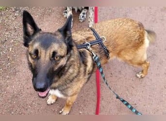 LOTTE sucht ihr Körbchen