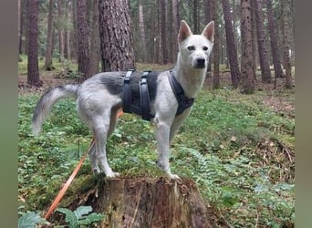 FREYA