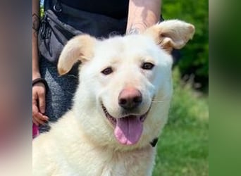 BIBI soll endlich ein schönes Zuhause haben
