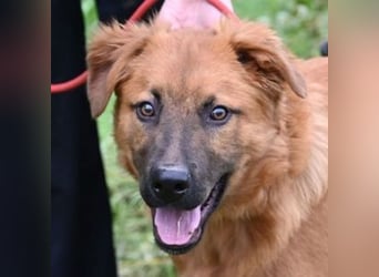 COLIN verspielter Hundejunge