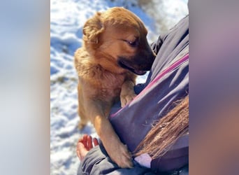 COLIN verspielter Hundejunge