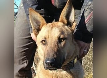 ANDRE wäre gerne dein treuer Begleiter