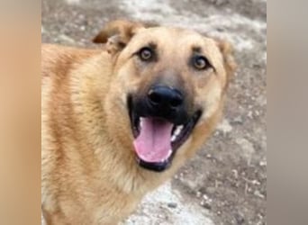 ANDRE wäre gerne dein treuer Begleiter