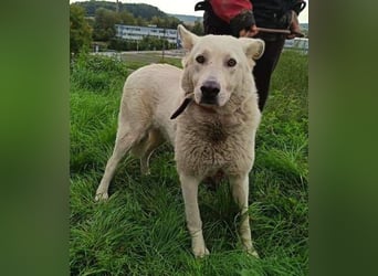 BELUSCHA hat alles verloren