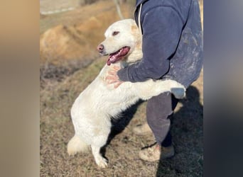 LUCY freut sich über jede Zuwendung