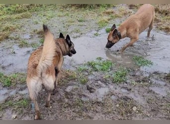 LOTTE sucht ihr Körbchen