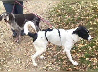 MIA 2 ist verschmust und anhänglich