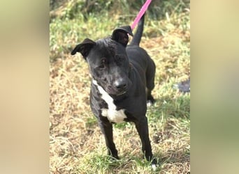 SUNNY sucht seine Menschen SUNNY sucht seine Menschen