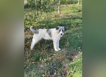 HILDE braucht ein richtiges Zuhause