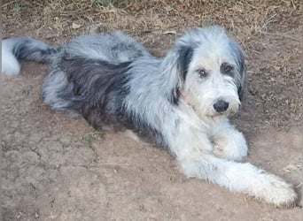 CAROLINA ist ein Traumhund