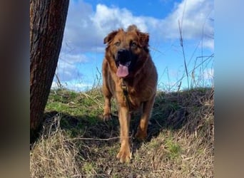 COLIN verspielter Hundejunge