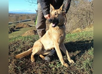 ANDRE wäre gerne dein treuer Begleiter