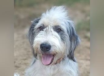 CAROLINA ist ein Traumhund