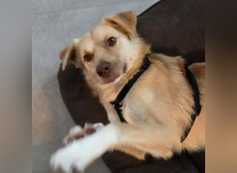 FUCHUR ist ein Traumhund