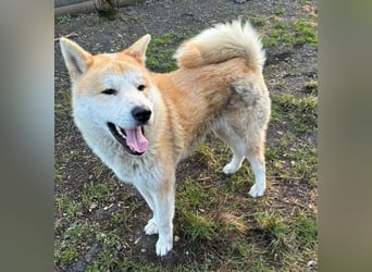 BUBO ist ein Strahlemann