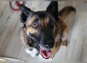 LOTTE sucht ihr Körbchen