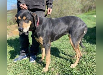 PEPI hat alles verloren