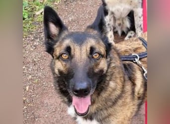 LOTTE sucht ihr Körbchen