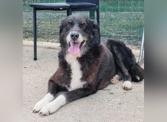 SCARLET sehnt sich so nach Liebe