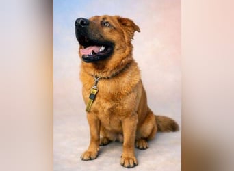 COLIN verspielter Hundejunge