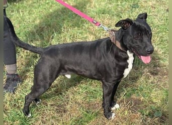 SUNNY sucht seine Menschen SUNNY sucht seine Menschen