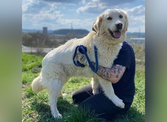 LUCY freut sich über jede Zuwendung