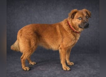 COLIN verspielter Hundejunge