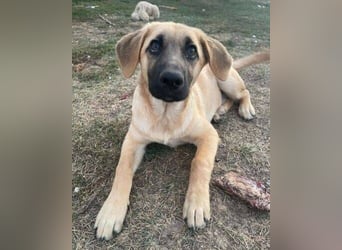 ARABELLA ist ein aufgeschlossenes, liebes Hundemädchen