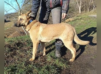 ANDRE wäre gerne dein treuer Begleiter