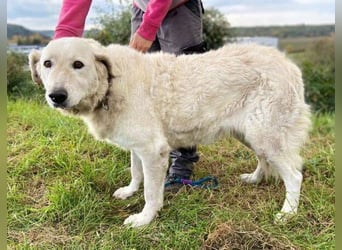 ZUZA  ist traurig, wer tröstet sie?