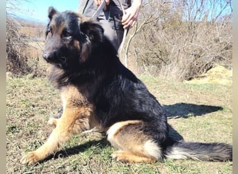 ZEUS durfte nie ankommen