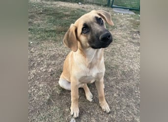 ARABELLA ist ein aufgeschlossenes, liebes Hundemädchen