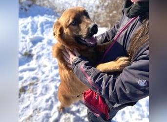 COLIN verspielter Hundejunge