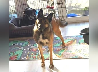 LOTTE sucht ihr Körbchen