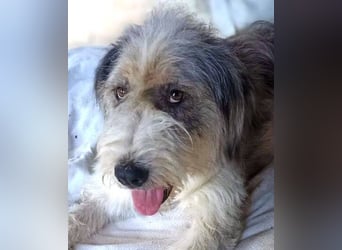 CAROLINA ist ein Traumhund