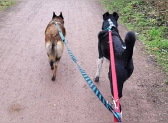 LOTTE sucht ihr Körbchen