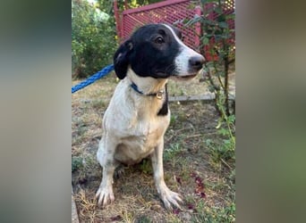 MIA 2 ist verschmust und anhänglich