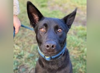 DANTE , der arme Kerl wurde ausgesetzt